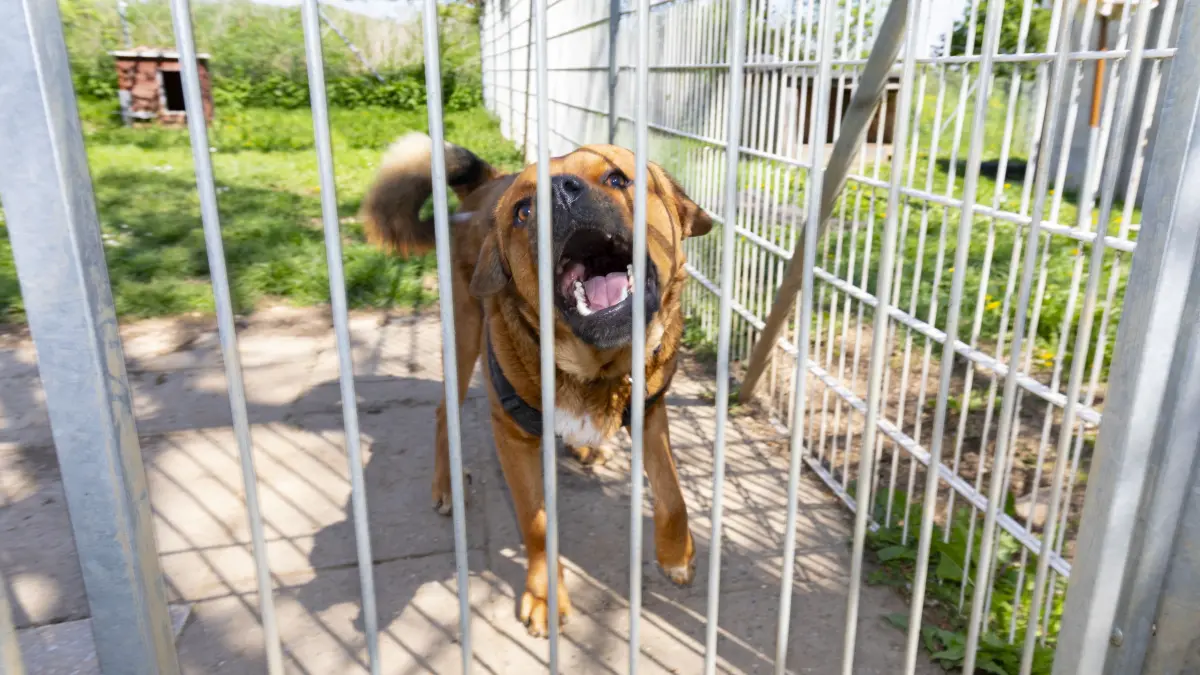 Fundtiere aus Böhmenkirch kommen weiterhin in den TierheimverbundDonzdorf-Geislingen.