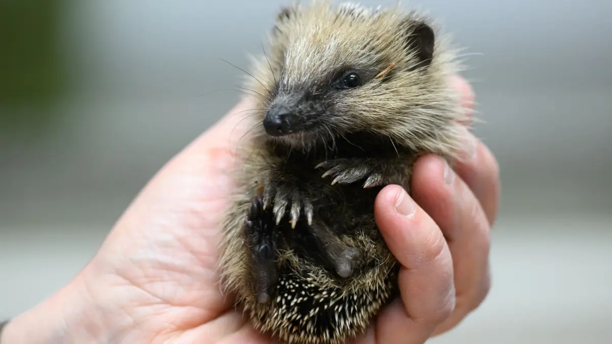 Wildtierstationen: ARCHIV - 24.10.2024, Sachsen, Radebeul: Ein junger Igel in den Händen einer Mitarbeiterin einer Igelhilfe. (zu dpa: «Retter am Limit - Warum so viele junge Igel gefunden werden») Foto: Robert Michael/dpa +++ dpa-Bildfunk +++