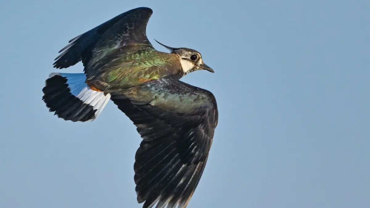 Kiebitz: ARCHIV - 16.05.2024, Brandenburg, Reitwein: Ein Kiebitz (Vanellus vanellus) fliegt am blauen Himmel und die Morgensonne lässt sein Gefieder metallgrün und violett schimmern.
Kiebitze sind etwa so groß wie Tauben. (zu dpa: «Wie das Rebhuhn retten? Fachleute tagen zum Artensterben») Foto: Patrick Pleul/dpa +++ dpa-Bildfunk +++
