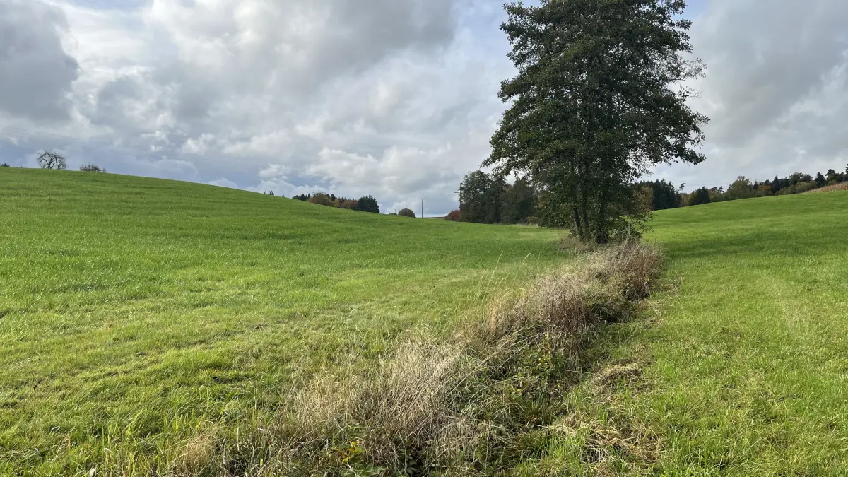 Planung Biotop Fichtenau Krettenbach, der Krettenbach umgeben von Wiese