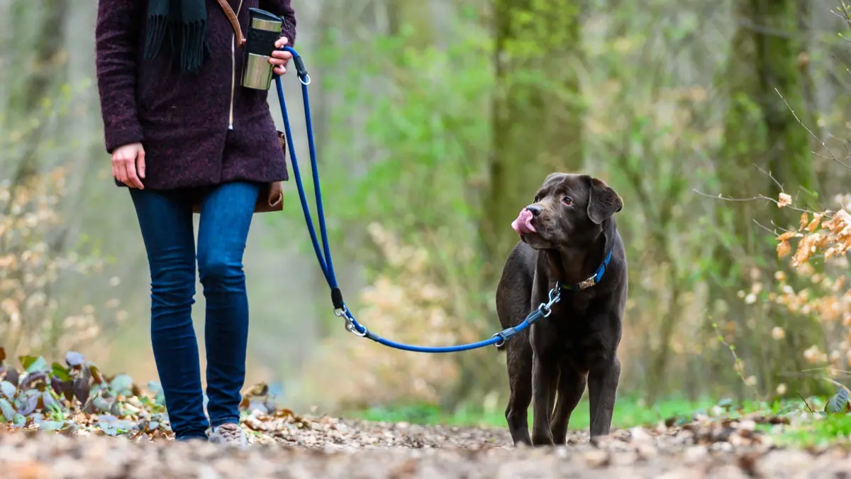 Hundesteuer ist wichtige Einnahmequelle für Kommunen: ARCHIV - 26.03.2019, Niedersachsen, Hannover: Eine Frau geht mit ihrem Hund spazieren. (zu dpa: «Leipzig und weitere Kommunen in Sachsen erhöhen Hundesteuer») Foto: Christophe Gateau/dpa +++ dpa-Bildfunk +++