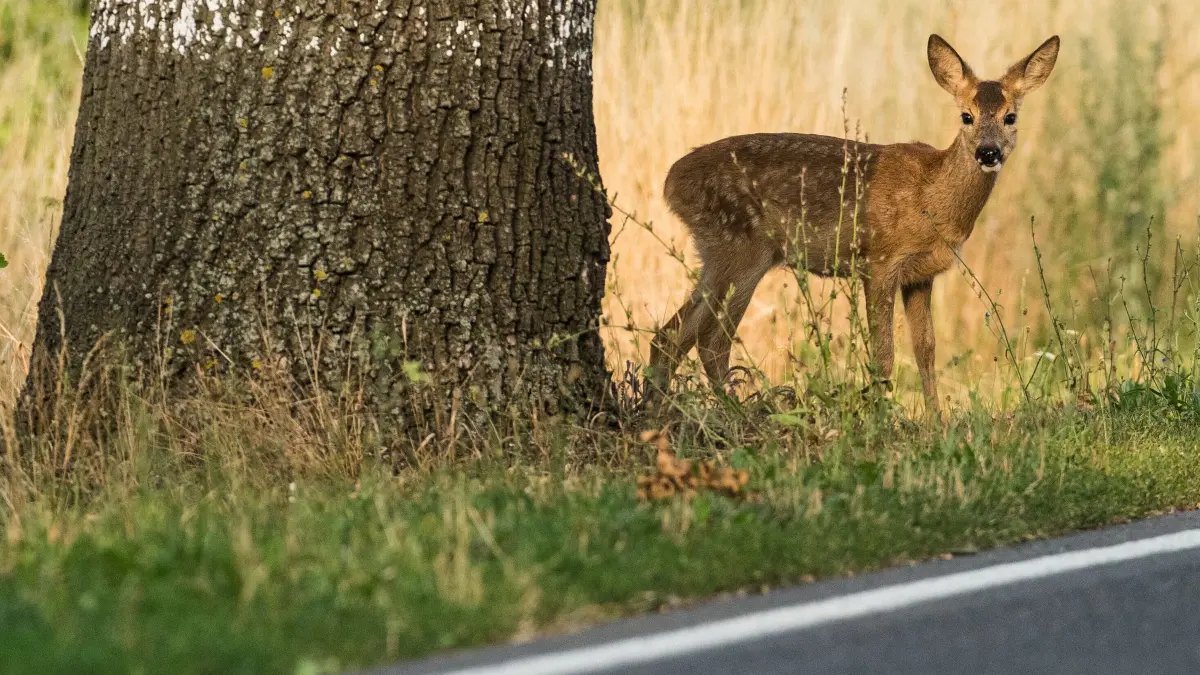 Reh steht am Straßenrand: ILLUSTRATION - 10.08.2015, Brandenburg, Treplin: Reh voraus: Rund um Waldgebiete, Wiesen und Felder ist besondere Wachsamkeit und Bremsbereitschaft gefragt. (zu dpa: «Wildtiere als häufigste Unfallursache - Tipps für Fahrer») Foto: Patrick Pleul/dpa +++ dpa-Bildfunk +++