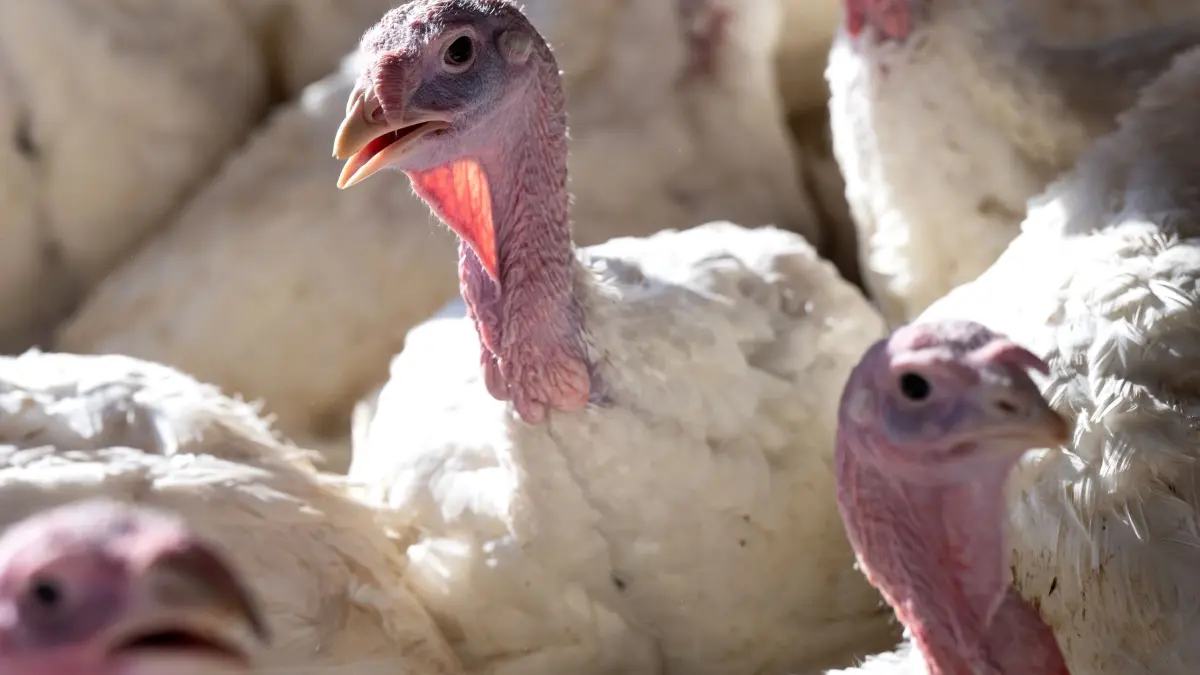 Putenhaltung: ARCHIV - 28.02.2023, NA, -: Vierzehn Wochen alte Puten stehen in einem Putenstall. Das Vogelgrippe-Virus grassiert in vielen Populationen weltweit. (zu dpa: «Vogelgrippe-Ausbruch: Was bedeutet das für den Menschen?») Foto: Sven Hoppe/dpa +++ dpa-Bildfunk +++