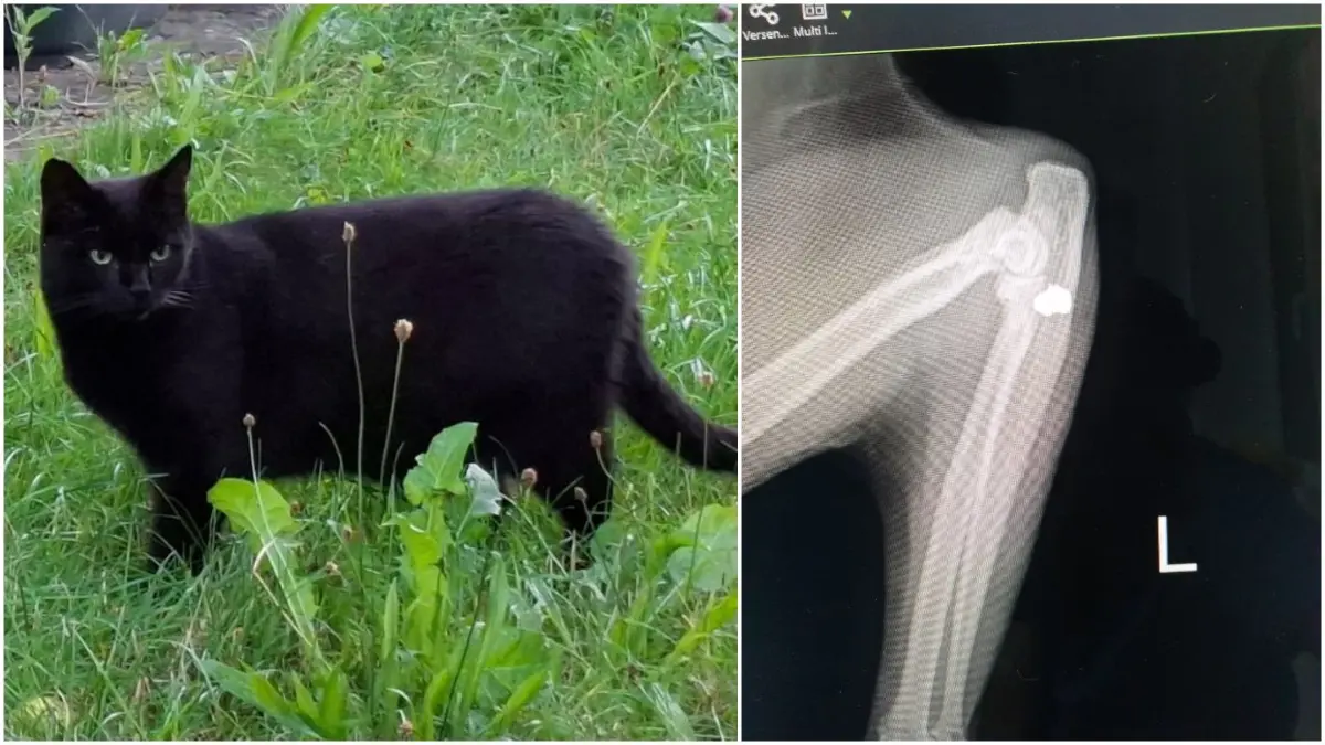 Salem Katze angeschossen Altenstadt Illereichen