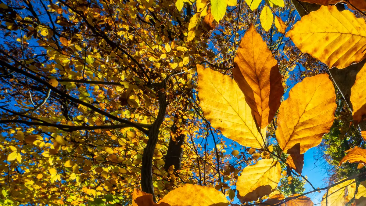 Wetter Schmuck Herbst Wald Oberholz