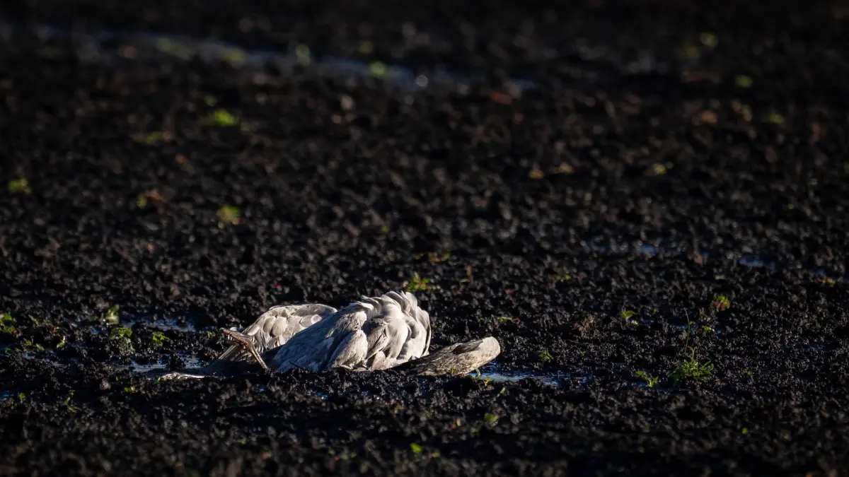 Vogelgrippe in Niedersachsen - Kraniche: 30.10.2025, Niedersachsen, Vechta: Ein toter Kranich liegt auf einer Moorfläche. Zur Vermeidung der Einschleppung oder Verschleppung der Geflügelpest durch Wildvögel auf Haus- und Nutzgeflügelbestände wird in immer mehr Regionen in Niedersachsen die Stallpflicht angeordnet. Foto: Sina Schuldt/dpa +++ dpa-Bildfunk +++
