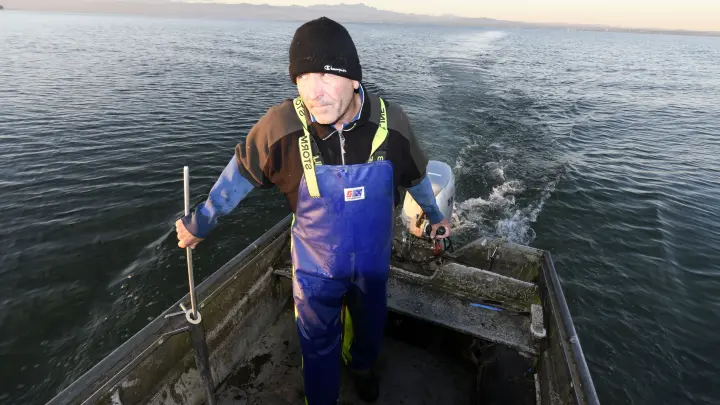 Rotaugen nach Matjesart – Es muss nicht immer Felchen sein