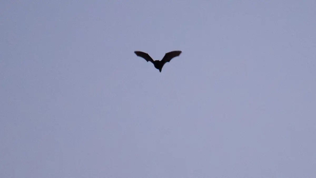 Fledermaus