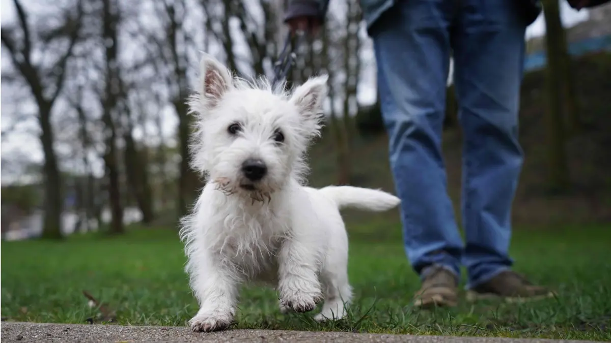 PRODUKTION - 12.04.2023, Hamburg: Der Welpe "Matteo", ein West Highland White Terrier, steht in einem Park im Stadtteil St. Pauli. In Hamburg sind mittlerweile mehr als 100 000 Hunde registriert. Aus der Hundesteuer nahm die Hansestadt im vergangenen Jahr fast 5,4 Millionen Euro ein. (zu dpa "Nun mehr als 100 000 Hunde in Hamburg") Foto: Marcus Brandt/dpa +++ dpa-Bildfunk +++