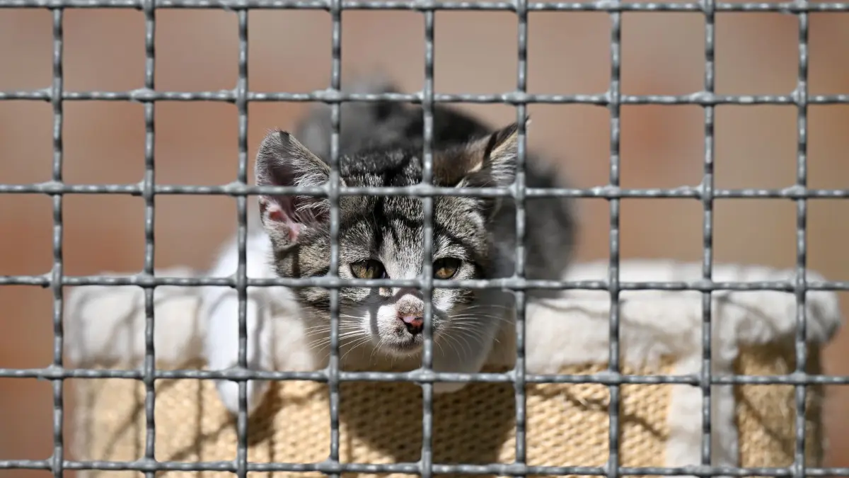 Ausgesetzte Tiere: ARCHIV - 22.09.2022, Thüringen, Erfurt: Eine junge Katze ist im Tierheim der Stadtwirtschaft Erfurt untergebracht. (zu dpa: «Ausgesetzte Tiere in Thüringen – Problem mit vielen Facetten») Foto: Martin Schutt/dpa +++ dpa-Bildfunk +++