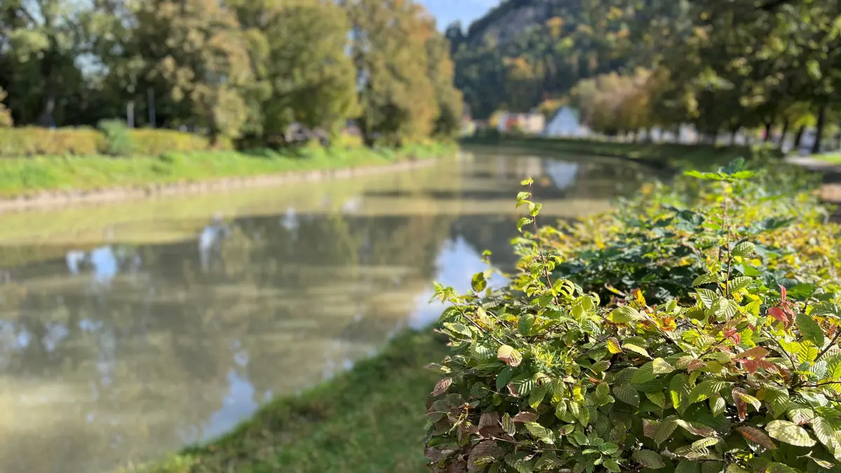 Blick über den Neckar auf den Sulzer Stadtpark Wöhrd