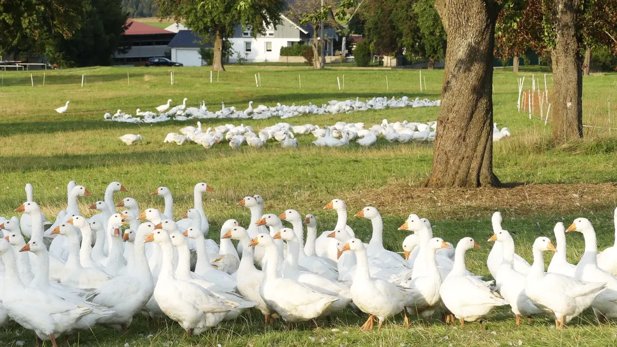 Das schönste Leben haben Benjamin Blickles Gänse im Freien in Winterlingen. Sollte Aufstallpflicht verhängt werden, müssten sie allerdings im Stall schnattern wie einst bei Sankt Martin.