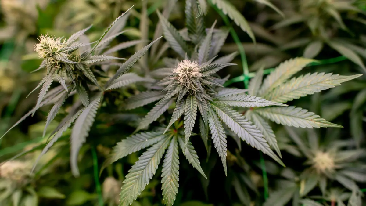 Illegale Cannabis-Plantage: PRODUKTION - 12.03.2025, Niedersachsen, Ganderkesee: Cannabispflanzen wachsen auf der Plantage des Cannabis Social Club (CSC) Ganderkesee. Bei Durchsuchungen in Magdeburg, Wolmirstedt und nahe Dessau hat die niedersächsische Polizei zusammen mit ihren Amtskollegen in Sachsen-Anhalt eine illegale Cannabisplantage ausgehoben. (zu dpa: «Illegale Plantage: Polizei stellt säckeweise Cannabis sicher») Foto: Hauke-Christian Dittrich/dpa +++ dpa-Bildfunk +++