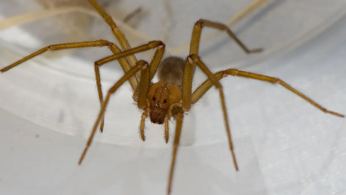 Chilenische Einsiedlerspinne in Tübingen: HANDOUT - 05.11.2025, Baden-Württemberg, Tübingen: Mehrere Exemplare der chilenischen Einsiedlerspinne Loxosceles laeta sind in einem nicht öffentlich zugänglichen Keller eines Hörsaalzentrums der Universität Tübingen entdeckt worden. (zu dpa/lsw: Gefährlicher Gast - Chilenische Einsiedlerspinne in Tübingen) Foto: Hubert Höfer/SMNK/dpa - ACHTUNG: Nur zur redaktionellen Verwendung im Zusammenhang mit der aktuellen Berichterstattung und nur mit vollständiger Nennung des vorstehenden Credits +++ dpa-Bildfunk +++