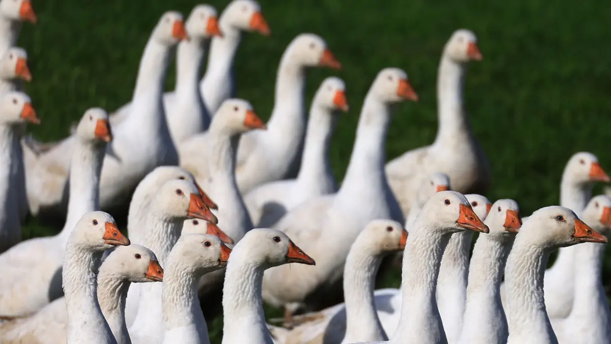 Höhere Geflügelpreise vor dem Martinsfest: PRODUKTION - 06.11.2024, NA, Pforzen: Gänse laufen auf der Wiese eines Geflügelhofes im Sonnenschein. Kurz vor Sankt Martin sind die Preise für Geflügelfleisch in Nordrhein-Westfalen gestiegen. (zu dpa: «Höhere Geflügelpreise vor dem Martinsfest») Foto: Karl-Josef Hildenbrand/dpa +++ dpa-Bildfunk +++