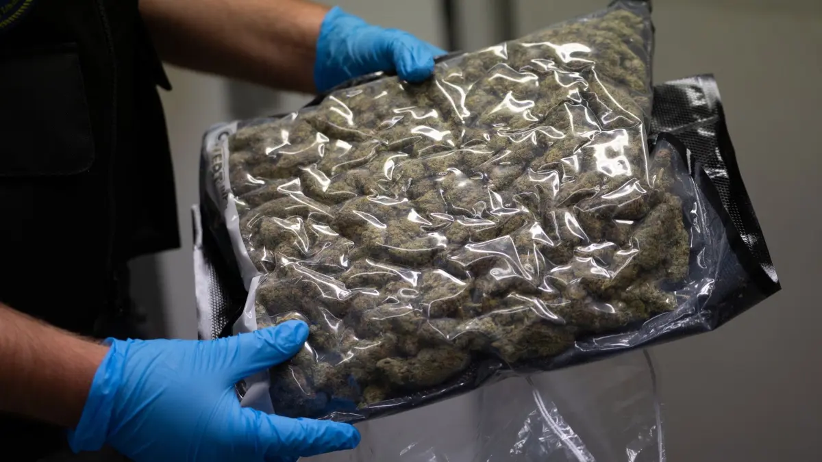 Marihuana: ARCHIV - 12.05.2025, Bayern, München: Ein Zollfahnder mit blauen Plastikhandschuhen hält eine Plastikverpackung mit etwa 500 Gramm Marihuana-Blütendolden in den Händen. (zu dpa: «Zoll fängt Marihuana im Wert von 600.000 Euro ab») Foto: Leonie Asendorpf/dpa +++ dpa-Bildfunk +++