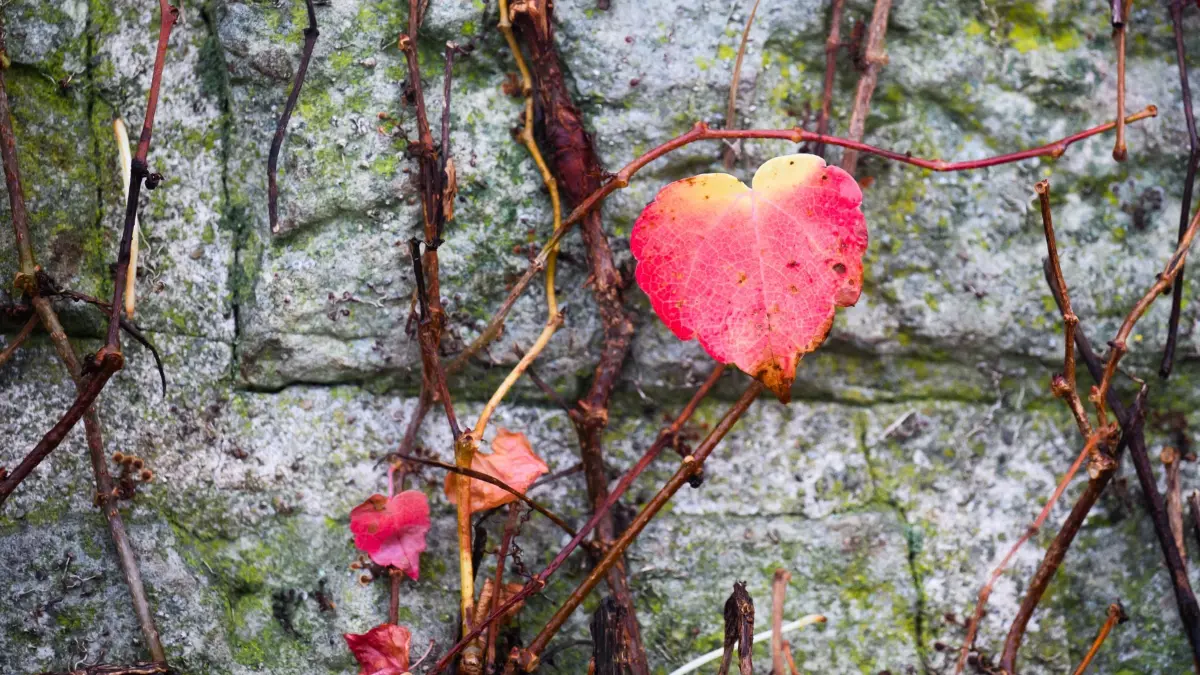 Herbst in Niedersachsen: 10.11.2025, Niedersachsen, Hannover: Ein herbstlich verfärbtes Blatt in Form eines Herzen hängt an einer Steinmauer. Foto: Julian Stratenschulte/dpa +++ dpa-Bildfunk +++