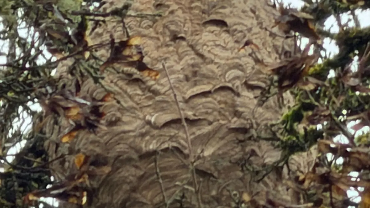 Beeindruckend: Das Hornissennest wurde erst sichtbar, nachdem der Baum seine Blätter verloren hatte.