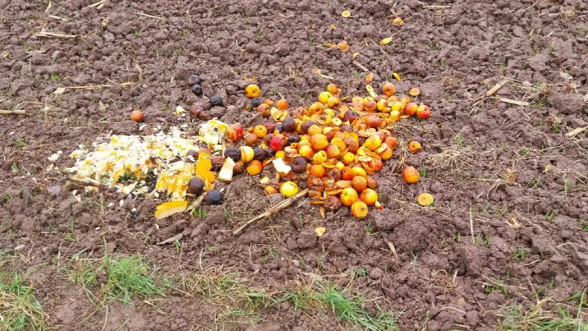 Illegale Müllentsorgung Biomüll Feld