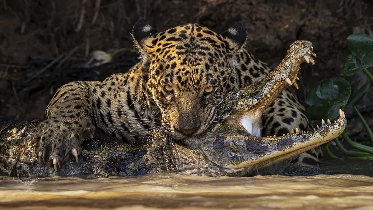 Tödlicher Biss: Im südamerikanischen Pantanal erlegt ein Jaguar einen Yacare-Kaiman mit einem einzigen Schlag. Der britische Fotograf Ian Ford hielt den dramatischen Moment aus dem Boot heraus fest – eines der eindrucksvollsten Bilder der Ausstellung.