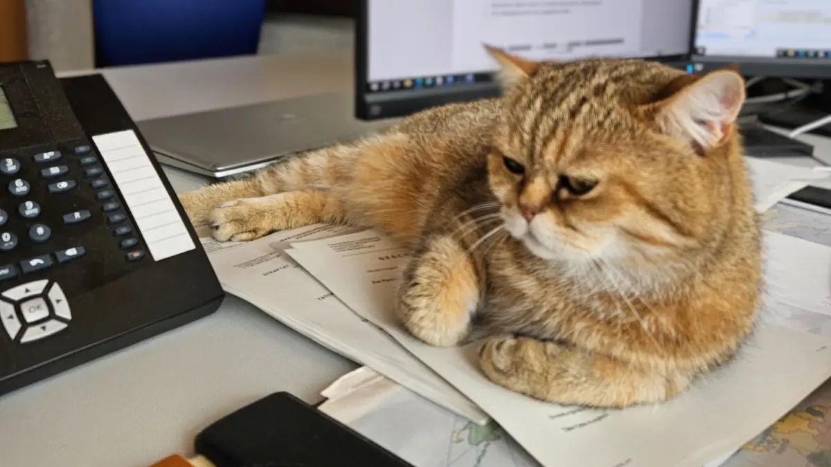Polizei Kater Chicco Markgröningen Ludwigsburg