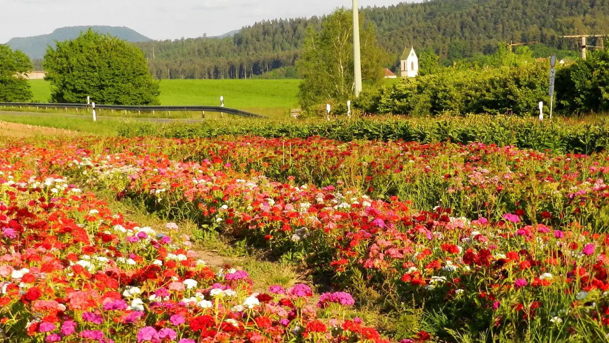 (ohne Überschrift): Vorsicht: Dieses Foto ist möglicherweise nur für den einstigen Verlag Schwäbisches Tagblatt verwendbar. Für Rottenburg ist vorerst keine Gartenschau in Sicht, aber in der Landschaft rund um die Stadt gibt's dennoch manch prächtige Blumenfülle - wie in diesem blühenden "Gewerbegebiet" zwischen Weiler und Dettingen mit Tausenden von Bartnelken in leuchtenden Farbtönen. Hier kostet das Anschauen keinen Eintritt, und auf dem Acker darf - gegen einen entsprechenden Obolus - rund um die Uhr nach Herzenslust gepflückt werden. Im Hintergrund grüßt der Kirchturm von St. Dionysius und aus der Ferne die Schwäbische Alb mit dem Farrenberg.
um/Bild: Ursula Kuttler-Merz