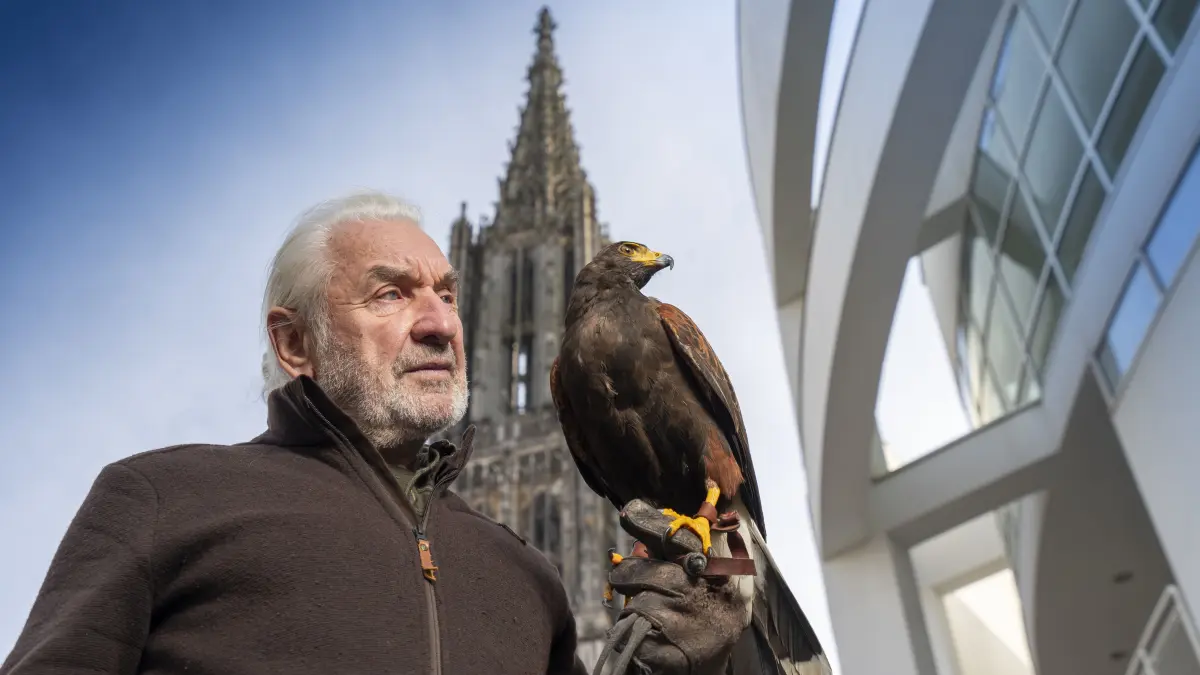 Münsterplatz: Vergrämung von Saatkrähen - Falkner Leo Mandlsperger begutachtet mit seinem Wüstenbussard das Einsatzgebiet