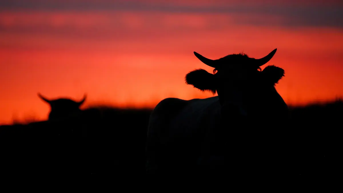 Hier gibt es das aktuelle Wochenhoroskop für das Sternzeichen Stier.