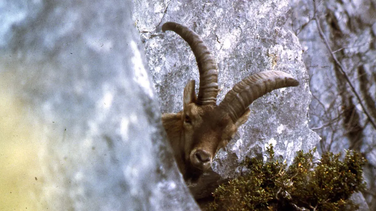 Hier gibt es das aktuelle Wochenhoroskop für das Sternzeichen Steinbock.