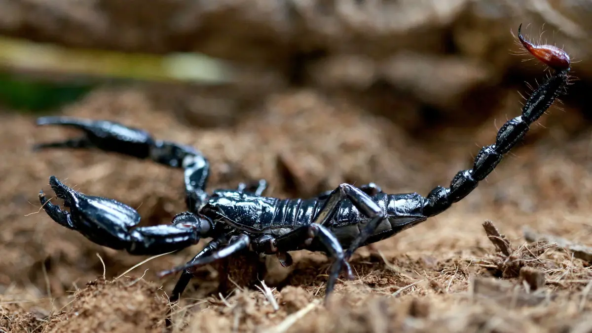 Hier gibt es das aktuelle Wochenhoroskop für das Sternzeichen Skorpion.