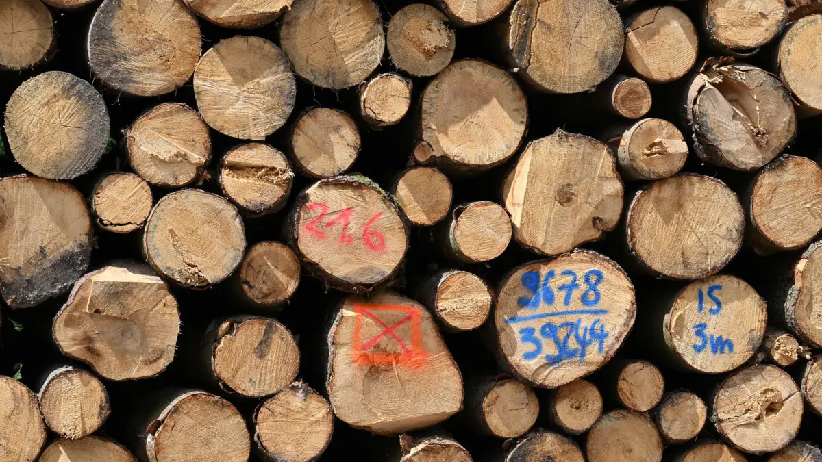Wie Thüringenforst künftig mit Energie Geld verdienen will: ARCHIV - 27.06.2024, Thüringen, Gehlberg: Ein Stapel Baumstämme liegt am Waldrand. (zu dpa: «Wie Thüringenforst künftig mit Energie Geld verdienen will») Foto: Martin Schutt/dpa +++ dpa-Bildfunk +++