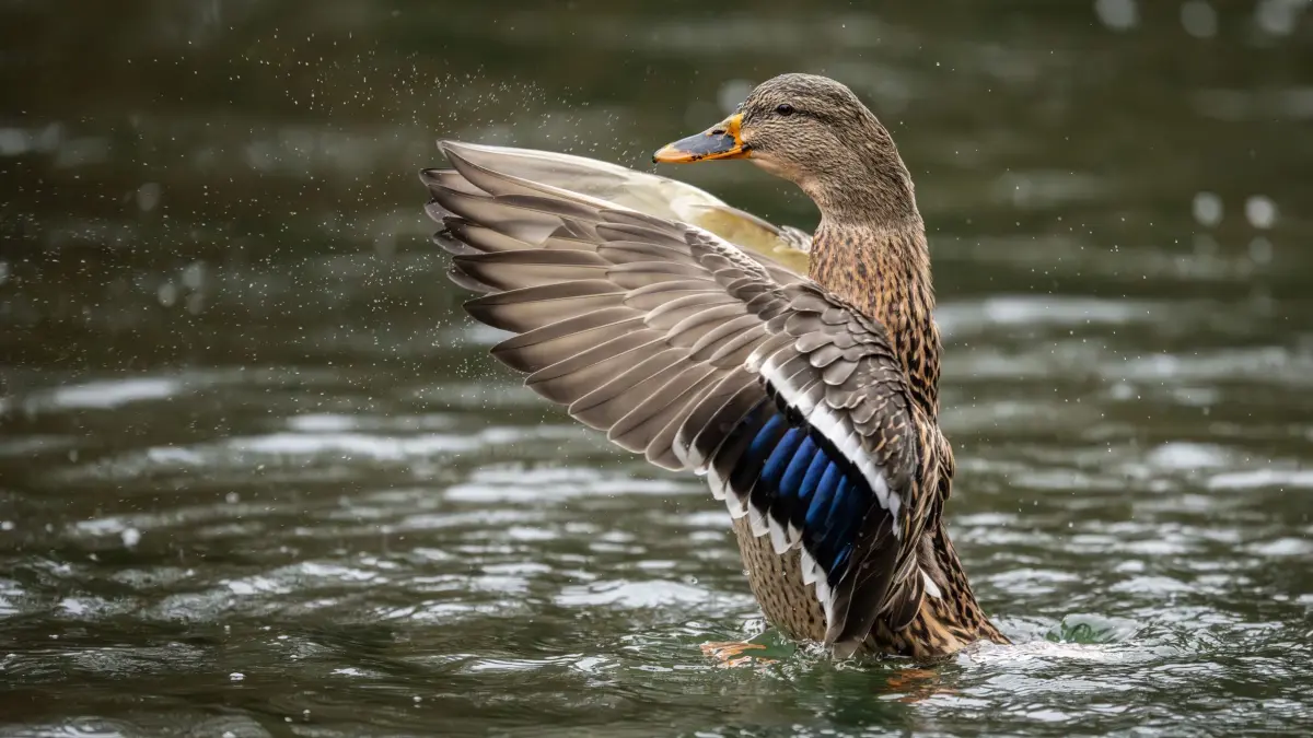 Wetter in Baden-Württemberg: 16.11.2025, Baden-Württemberg, Donaueschingen: Ein Stockenten-Weibchen schlägt im Schlosspark Donaueschingen in einem See mit ihren Flügeln. Foto: Silas Stein/dpa +++ dpa-Bildfunk +++