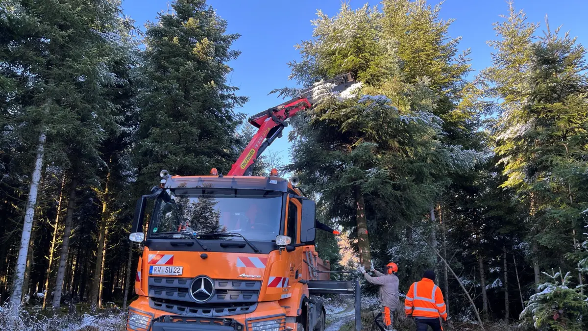 Ratzfatz ist die Weißtanne im Sulzer Stadtwald gefällt und verladen. Sie wird als Christbaum den Sulzer Marktplatz zieren.