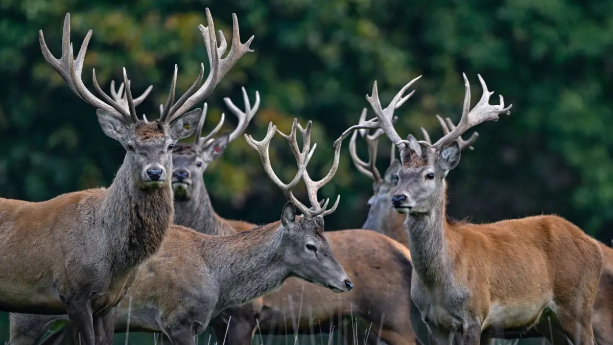 Rothirsche: ARCHIV - 14.10.2024, Brandenburg, Birkholz: Rothirsche (Cervus elaphus) stehen auf einer Weide vom Gut Hirschaue im östlichen Brandenburg nahe Beeskow. Der Rothirsch ist zum Tier des Jahres 2026 gewählt worden. (zu dpa: «Rothirsch ist Tier des Jahres 2026») Foto: Patrick Pleul/dpa +++ dpa-Bildfunk +++