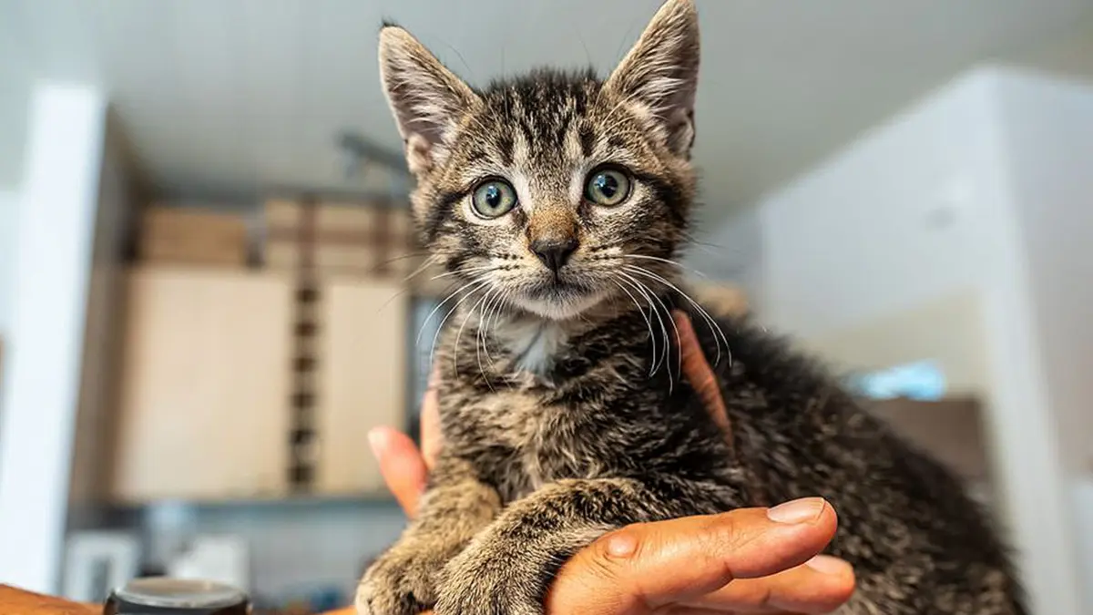 Katzenbaby