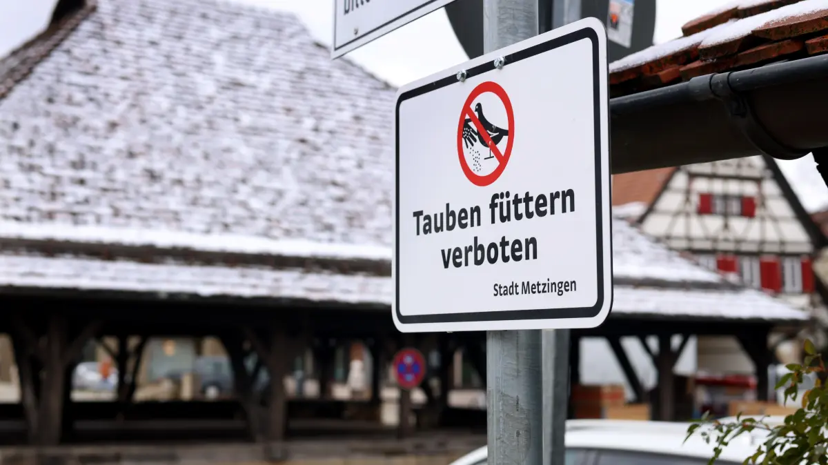 Tauben Taubenplage Taubenhaus Metzingen