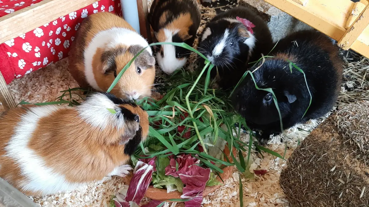 Meerschweinchen