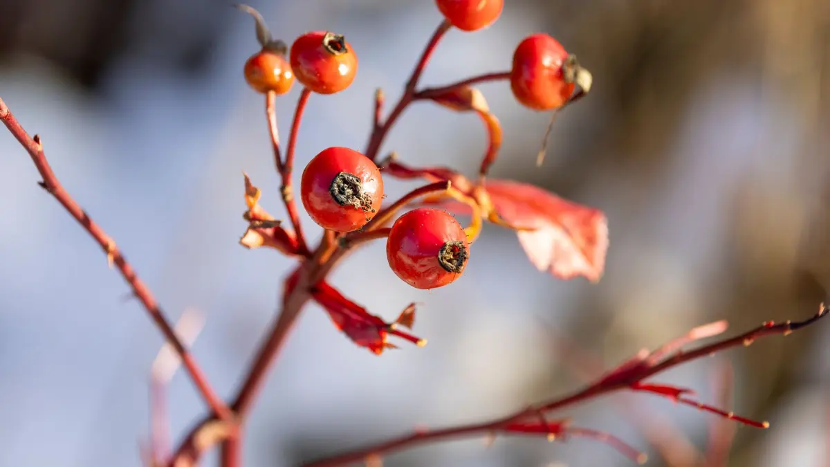 Frostiges Wetter in Nordrhein-Westfalen: 23.11.2025, Nordrhein-Westfalen, Kall: Rote Wildbeeren hängen an einem Strauch. Foto: Thomas Banneyer/dpa +++ dpa-Bildfunk +++