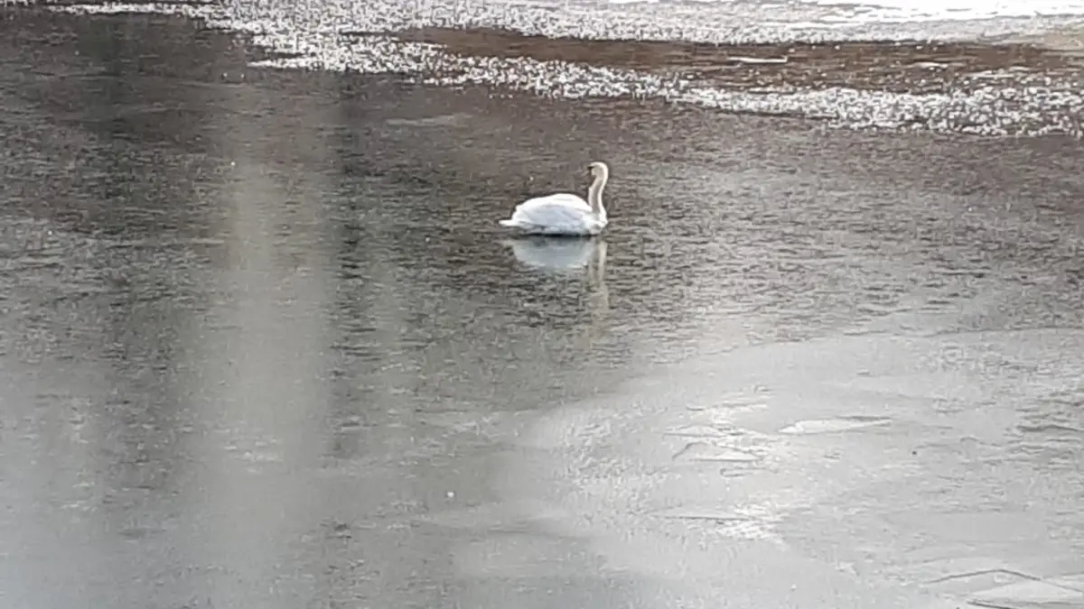 Ein Schwan auf dem Tälesee hatte einen harten Start in den Sonntag. Er war festgefroren.