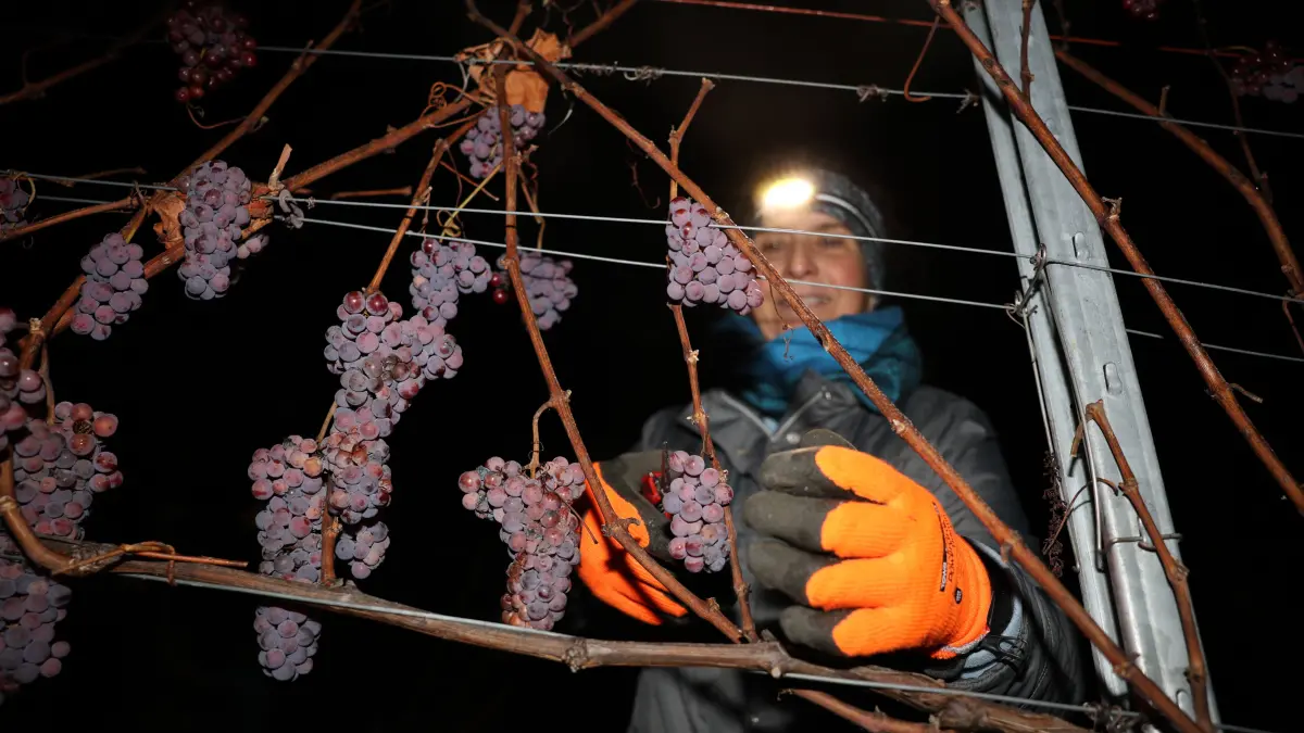 Weingärtner Wengerter Genossenschaft Weinberg Hofbühl Metzingen Eiswein Eisweinlese