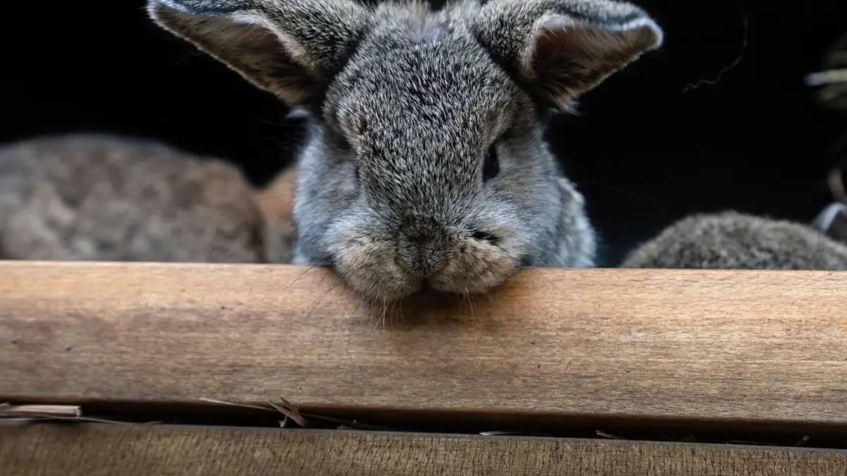 Kaninchen: ARCHIV - 03.04.2020, Hessen, Hünfelden: Ein Kaninchen-Junges der Rasse Zwergwidder schaut neugierig aus dem Stall hinaus. (zu dpa: «Kaninchen verbringt Nacht auf Wittenberger Polizeirevier») Foto: Frank Rumpenhorst/dpa +++ dpa-Bildfunk +++