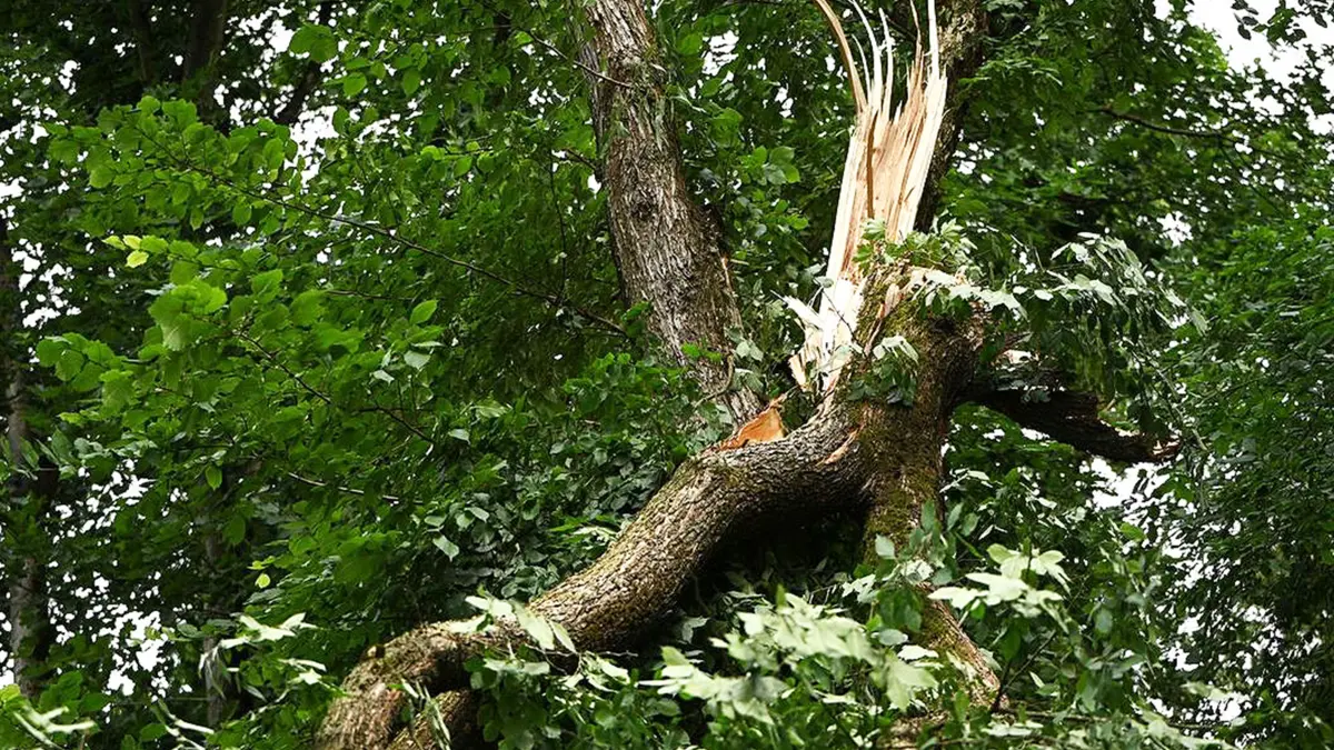 Wald