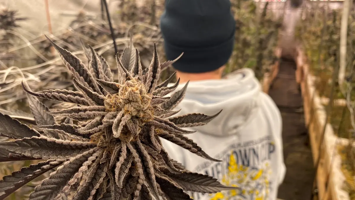 Im Gewächshaus in der Halle in Kirchbierlingen wächst das Cannabis heran. Anbauwart Chris begutachtet die Ernte.