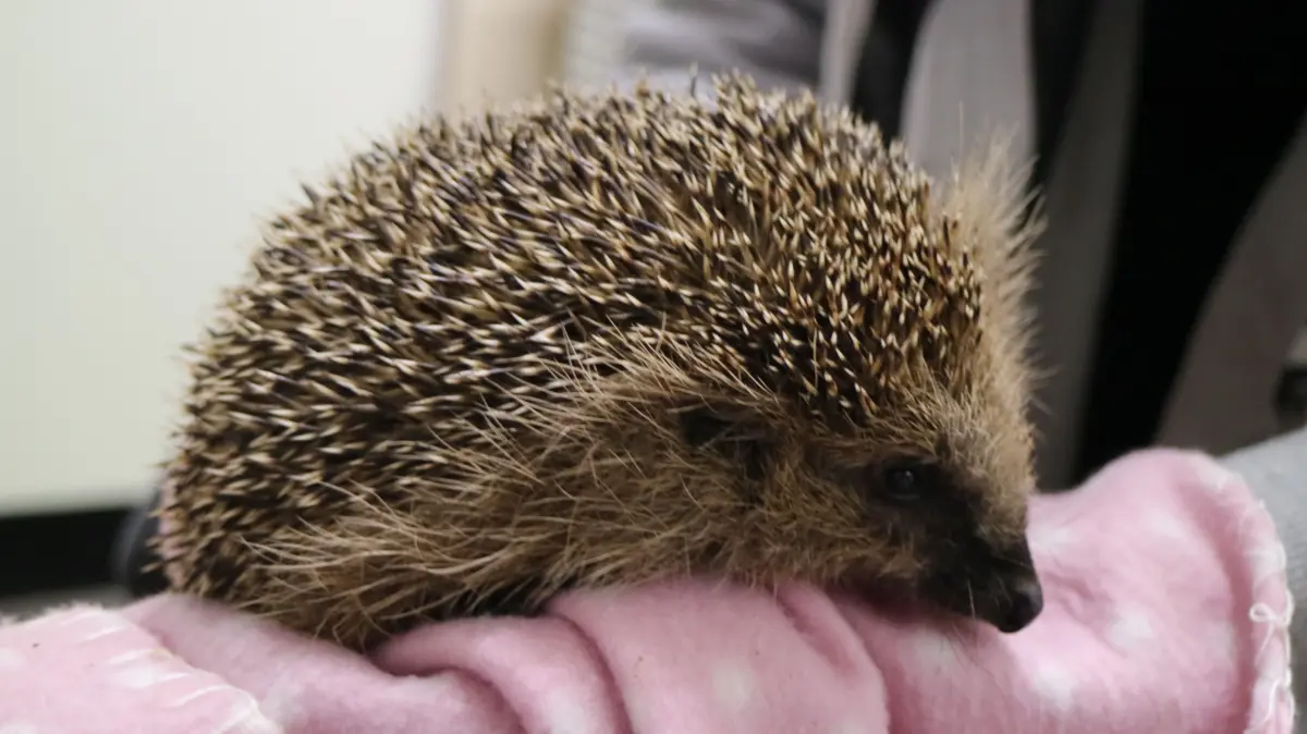 Igelhilfe Tierschutz Haigerloch