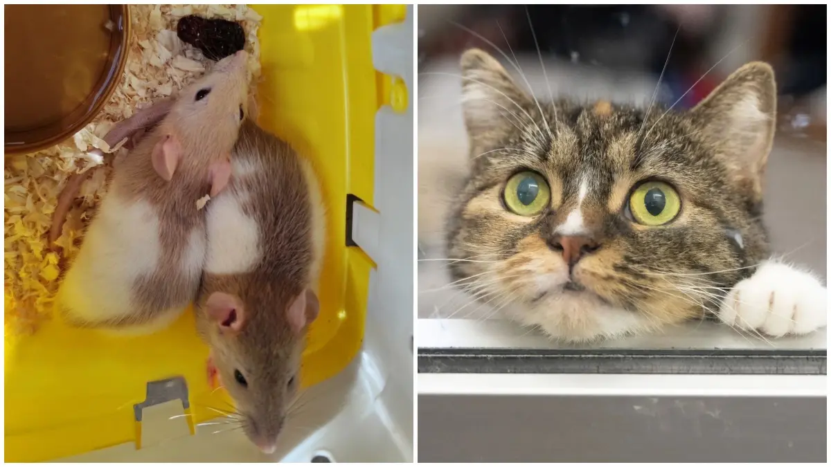Ausgesetzte Tiere Reutlingen Collage für Online