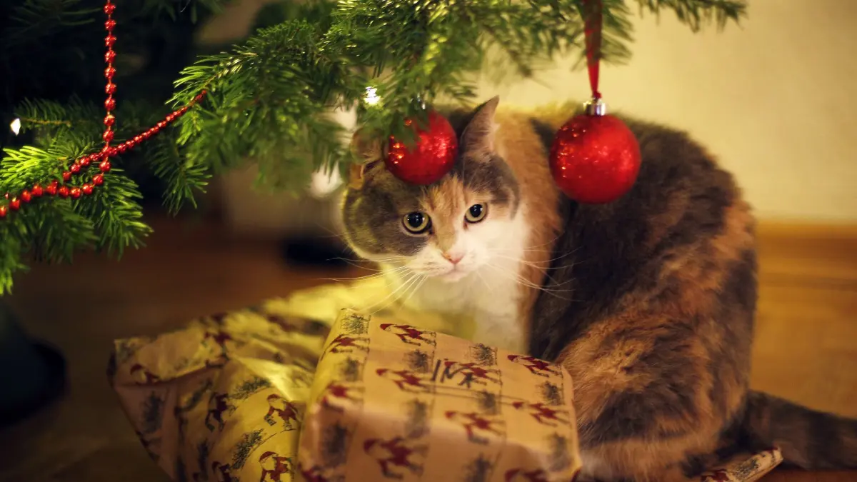Katze sitzt unter einem geschmückten Weihnachtsbaum