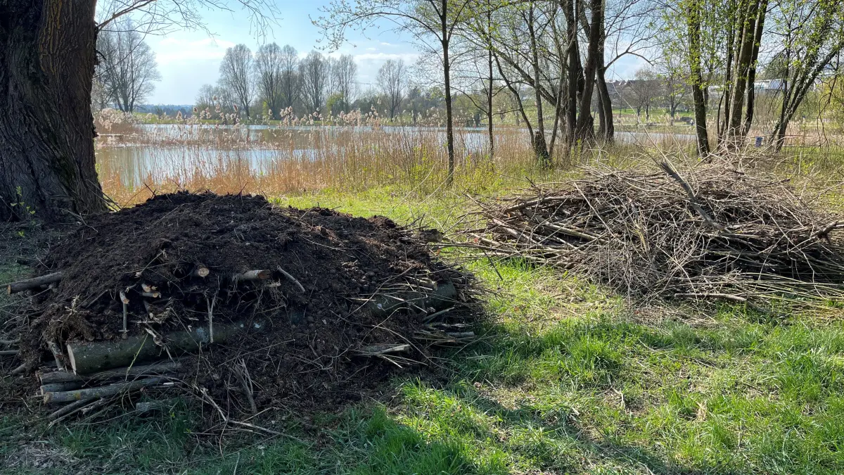 Totholz Tälesee Empfingen Natur Biotop