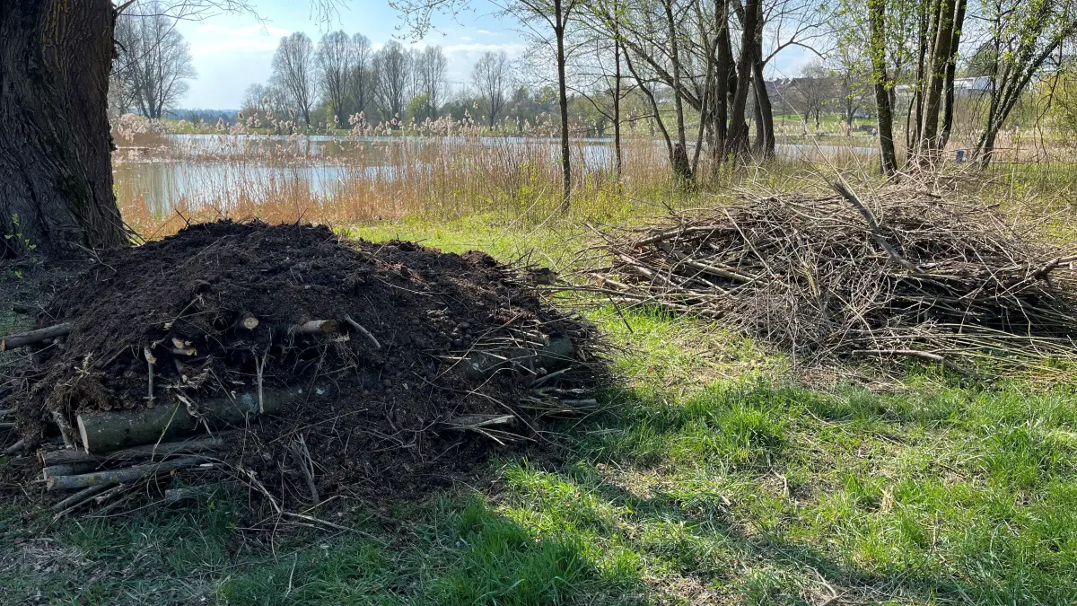 Totholz Tälesee Empfingen Natur Biotop