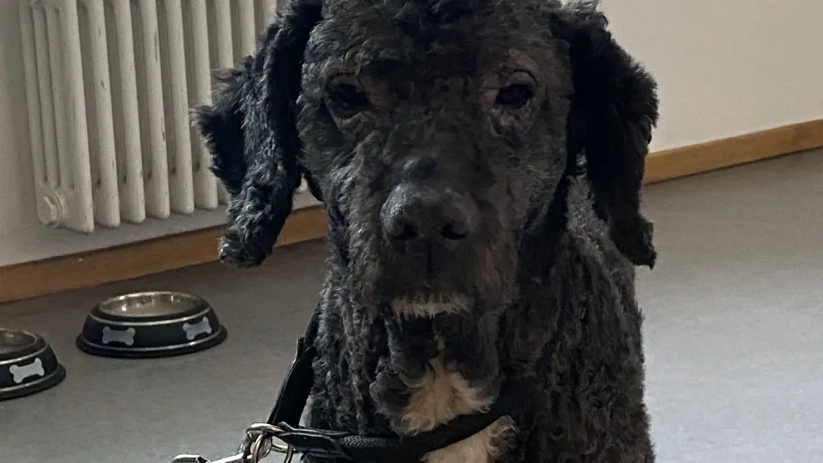 Der Pudelmischling wurde zwischenzeitlich von einem Hundefreund aufgenommen.
