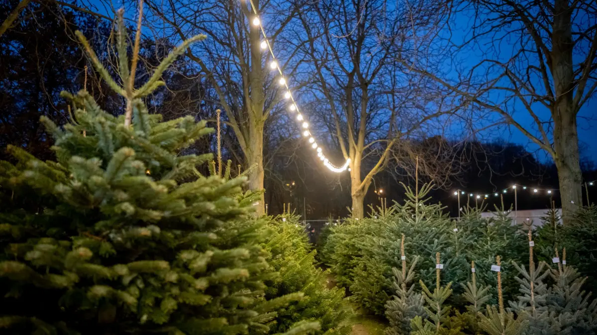 Tipps fuer den Weihnachtsbaum: Weihnachtsbaumverkauf der Forstbauschule Sauer und Soehne in Frankfurt am Main (Foto vom 03.12.2022). Die Preise stabil bis leicht erhoeht, die Qualitaet ist gut: In den naechsten Tagen beginnt bundesweit der Run auf die Weihnachtsbaeume. Wer sein Traumexemplar ergattert hat, kann einiges dafuer tun, damit das Schmuckstueck moeglichst lange frisch bleibt. (Siehe epd-Bericht vom 04.12.2025)